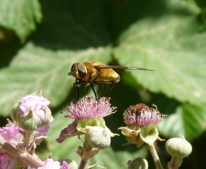 Grosso Bombilidae: Villa sp. (Bombyliidae)
